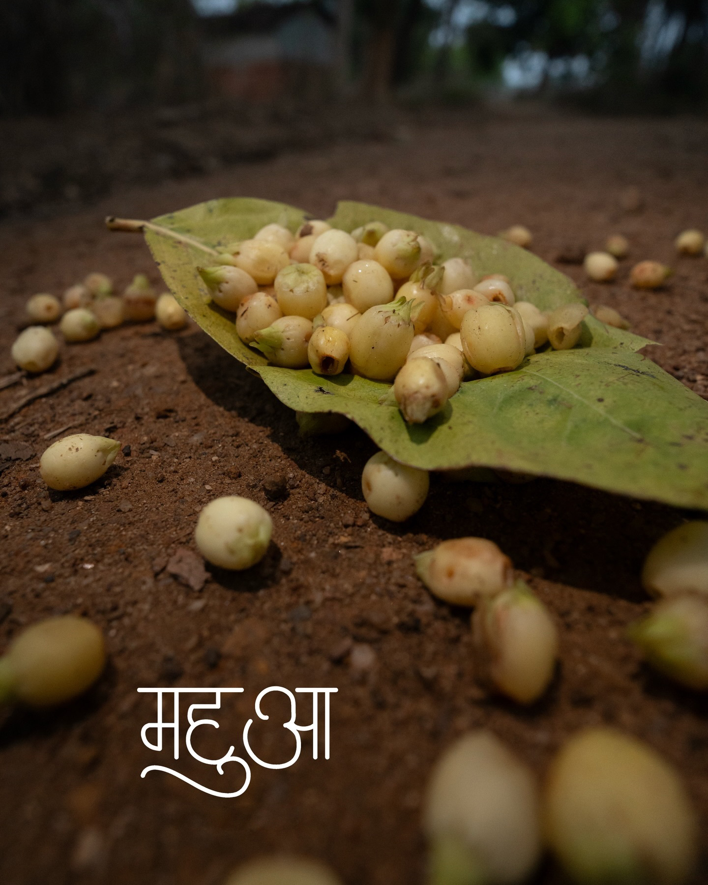 महुवा